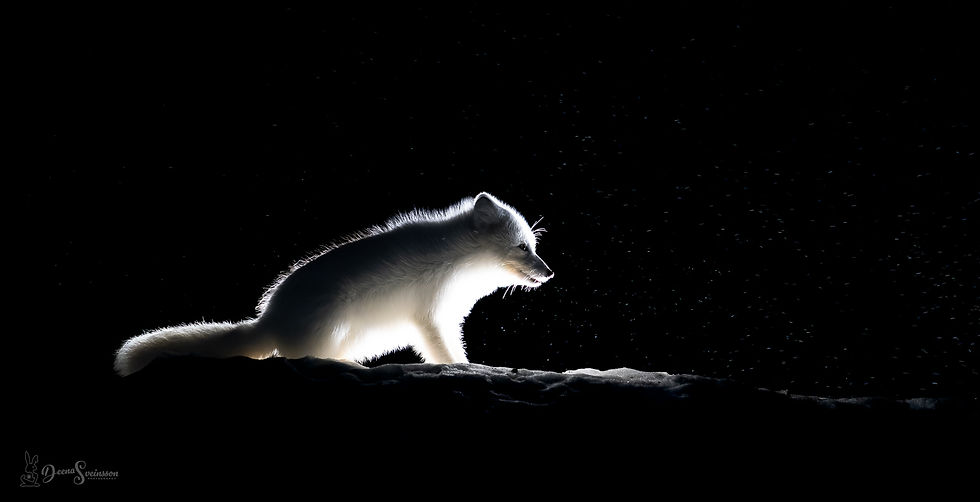 Artic Fox.jpg