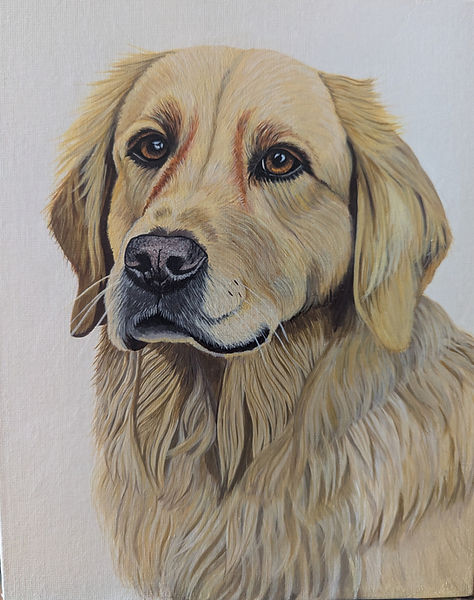 Jerry the golden retreiver