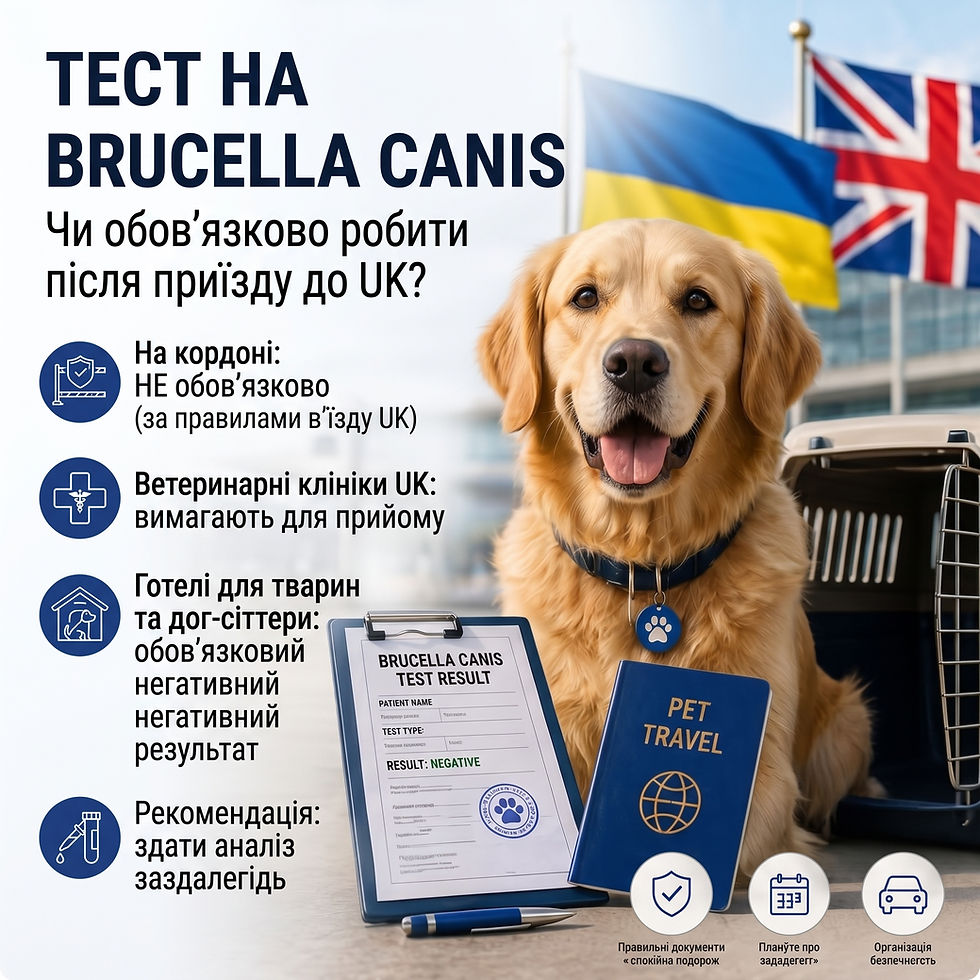 Brucella canis після приїзду до UK