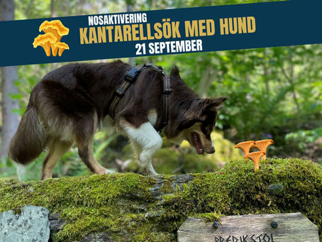 KANTARELLSÖK MED HUND!