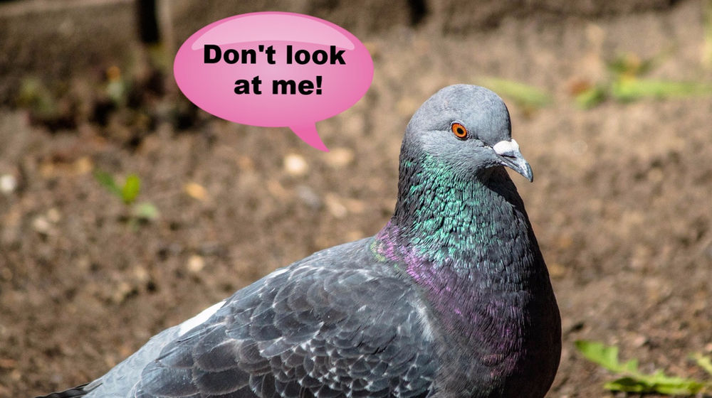 Pigeon Fever in Washington