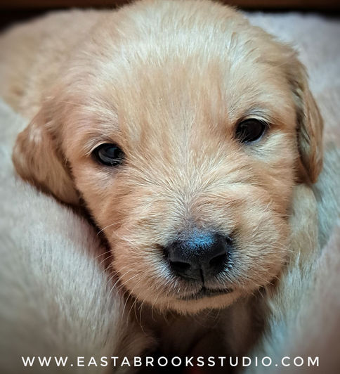 Golden Retriever puppy - 3 1/2 wks old.