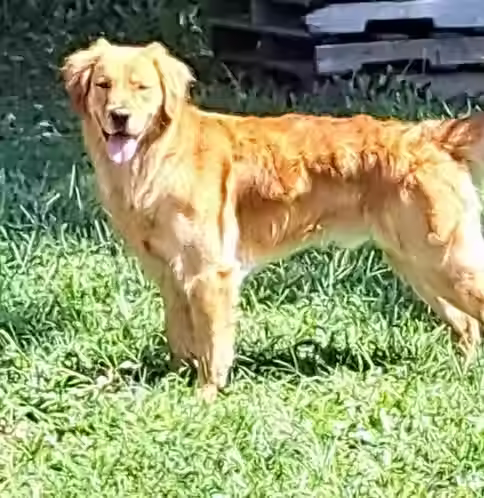 Golden Retriever
