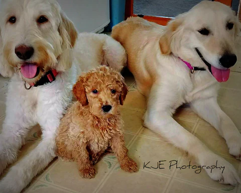 F1 Goldendoodle, AKC Standard Poodle puppy, AKC Golden Retriever