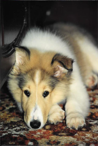 Cute little Collie puppy