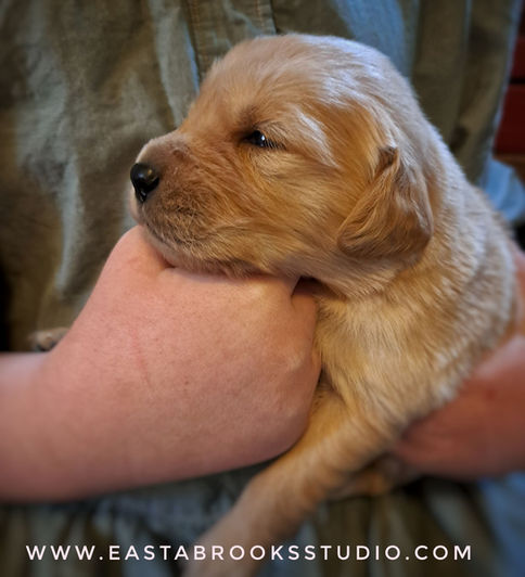 Golden Retriever puppy from current litter.