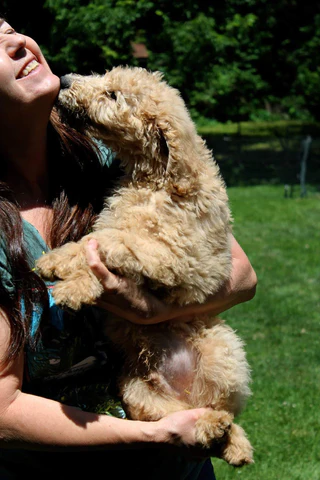 Goldendoodle puppy kisses