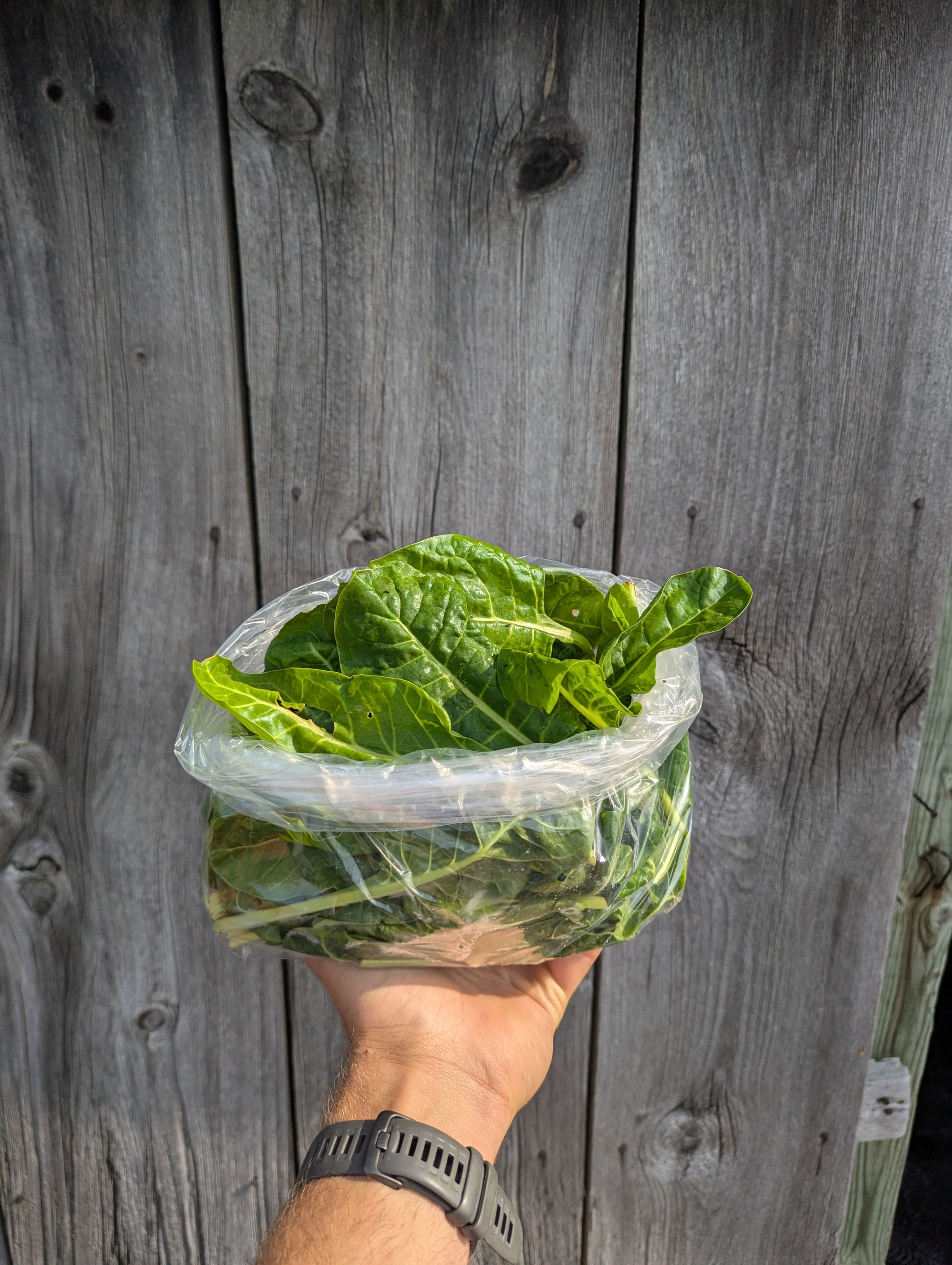 Baby Chard