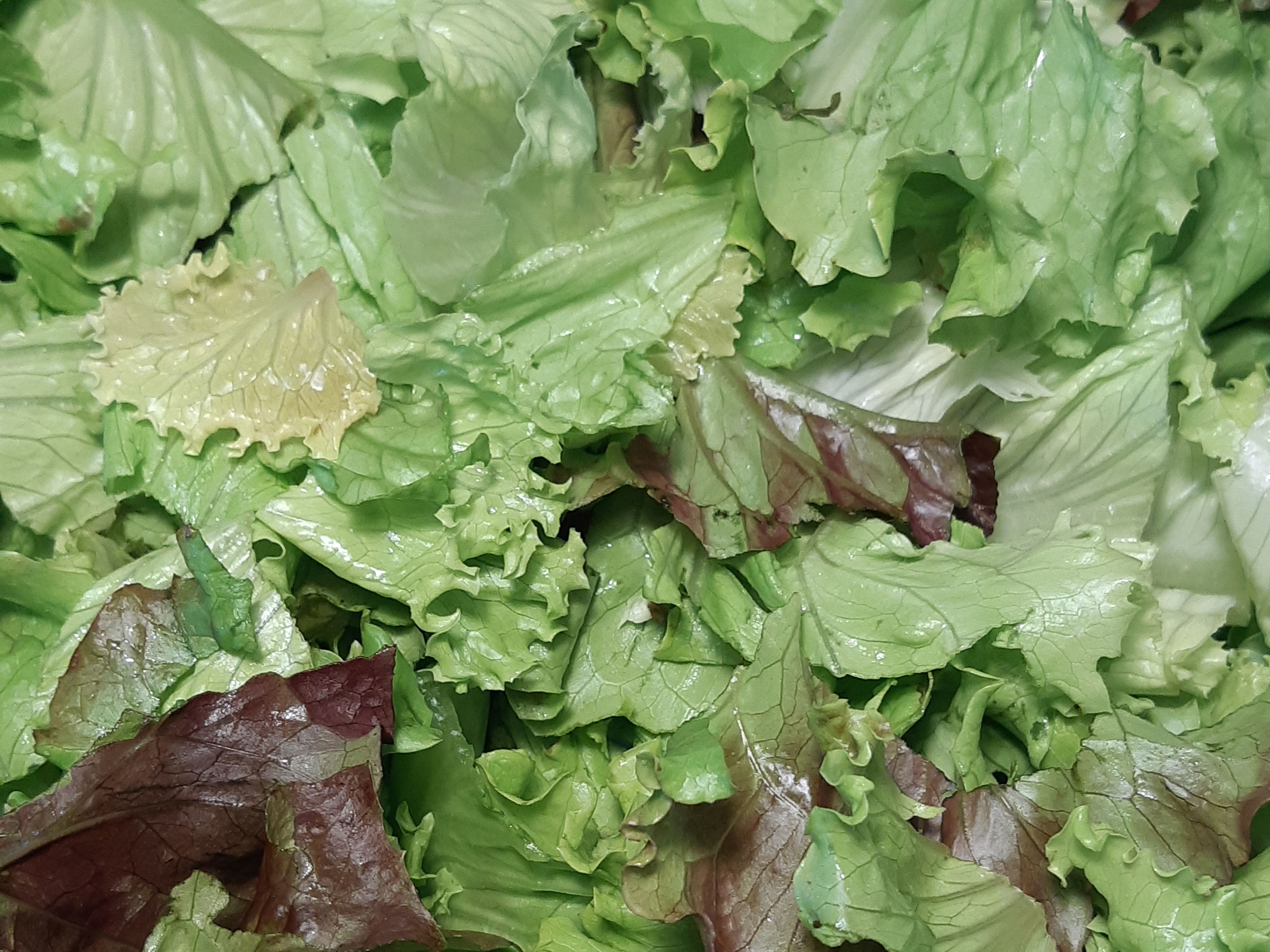 Garden Salad