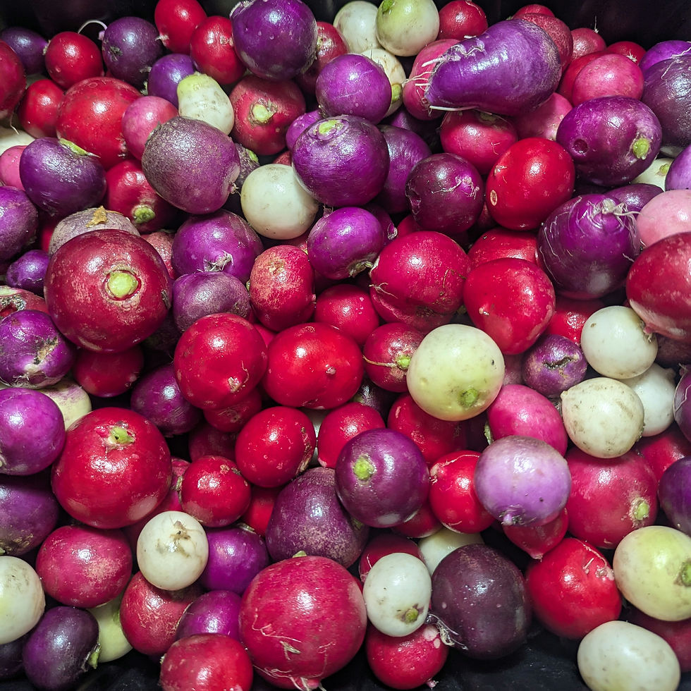 Thumbnail: Radish