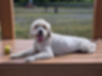 Pawtography Shots portfolio image 6