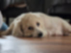 Pawtography Shots portfolio image 5