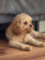 Pawtography Shots portfolio image 4