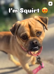 Squirt.png
