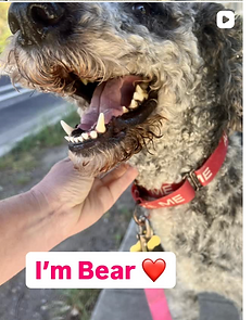 Bear.png