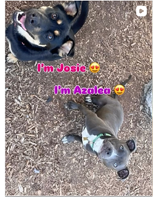 Josie_Azaela.png