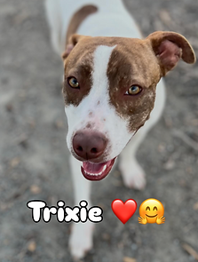 Trixie