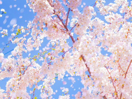 3月〜4月スペシャルメニュー「ガルシャナ」とは？