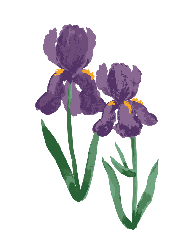 Water-Color-Iris-Purple.gif
