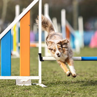 Concours TVA, Agility, Jumping, Toulouse Veto Agility, Astior Photographie