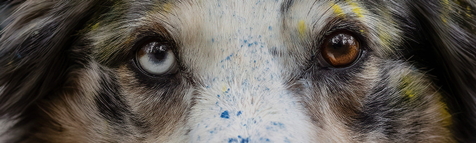 Photo poudrée chien, Poudre Holi, photographe professionnel Toulouse Haute-Garonne