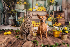 Studio photo, chien, chat, photographie