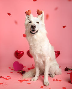 Studio photo, chien, chat, photographie, Toulouse, photographe, berger blanc suisse