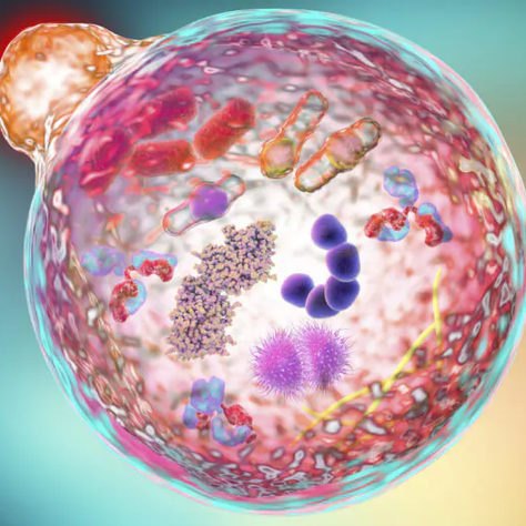 Jejum: um divisor de águas para lesões de proteína Spike, combate