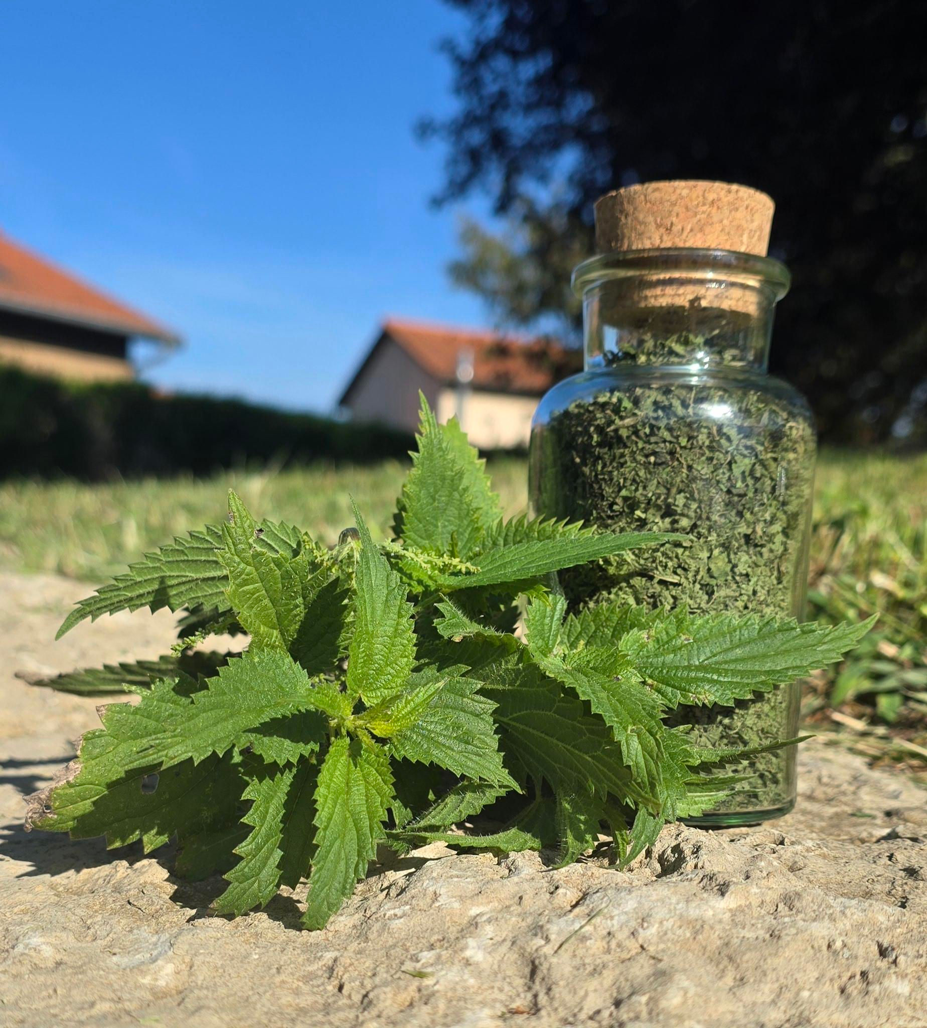 Orties en vrac (sachet de 50 grammes)