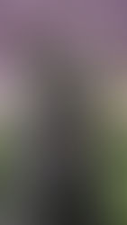 Sur les traces de Piuma