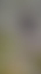 En ces bois anciens…