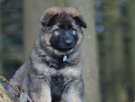 8 semaines pour les chiots d'Ourska et Broer !