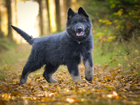 4 chiots de la portée de Dziki et Vasco sont disponibles !
