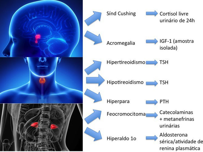 Endocrinologia: 10 dicas que todo médico deveria saber
