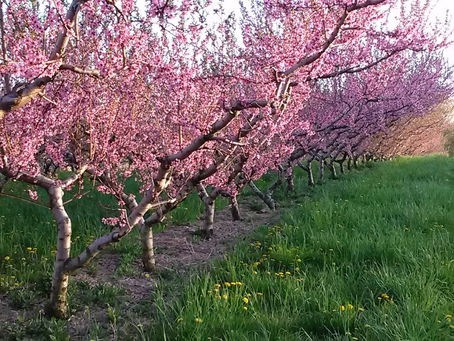 What Happened to the Peaches in 2026?
