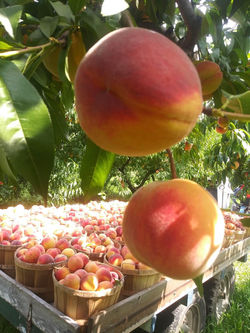 Ready to Pick!