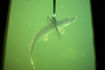 Spear fishing