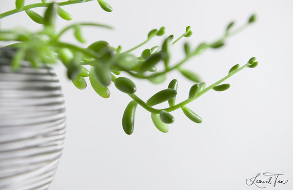 Succulent III (AURE V1).jpg