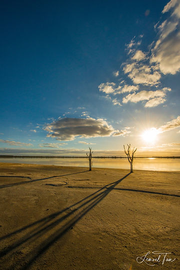 Tree & Light (AURE V1).jpg