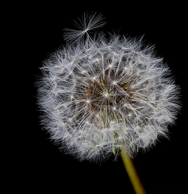 Blume-4 Kopie_edited.jpg