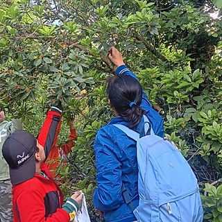 Group of kids is plucking fruits in Mukteshwar forest during Himalayan Fruit Festival  surrounded by lush greenery