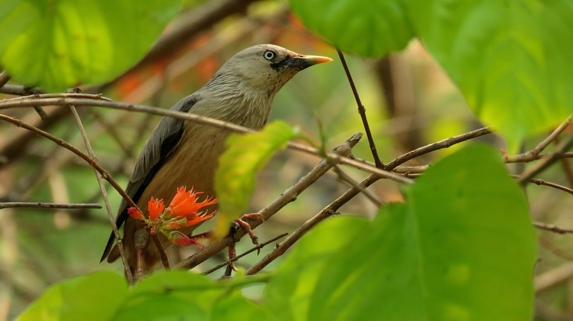 Linbee Syat Why Camp Kyari, Syat in Jim Corbett Beat Traditional Resorts