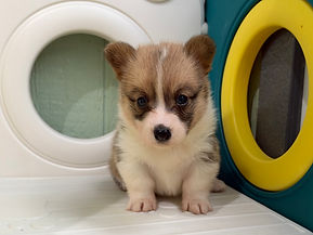 Pembroke Welsh Corgi Puppy
