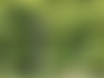 シジュウカラはどこに?