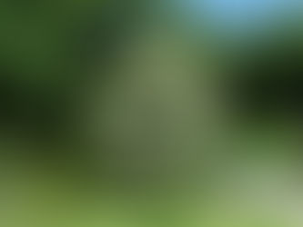 ヤマボウシ、あっぱれ。