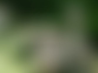 シジュウカラ子育て中