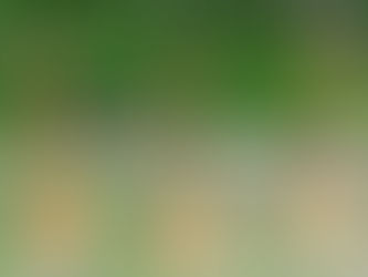 これなんでしょう?