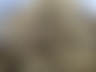 咲き誇るコブシ