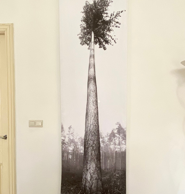 Single pine | Olfactory tapestry (2021)
