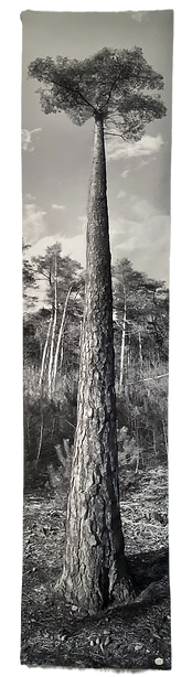 Single pine 2 _ Claudia de Vos_edited.pn